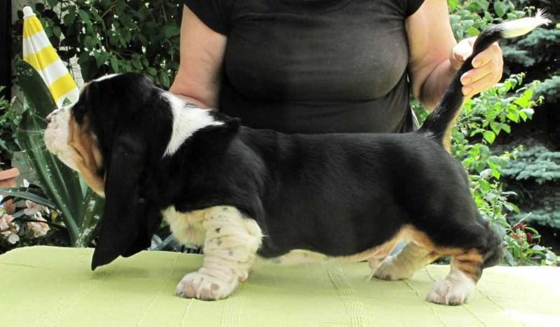 PAKO Klan Piegowatych | Basset Hound 