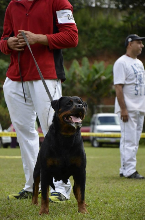 Zmilla aus dem Blumental | Rottweiler 