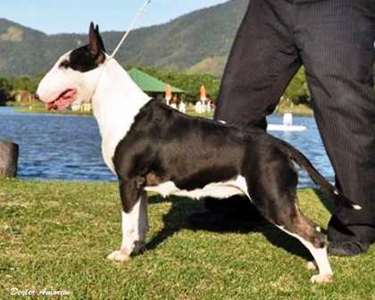 Rio do Areal Hermione | Bull Terrier 