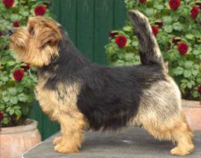 Allright Alaska | Norfolk Terrier 