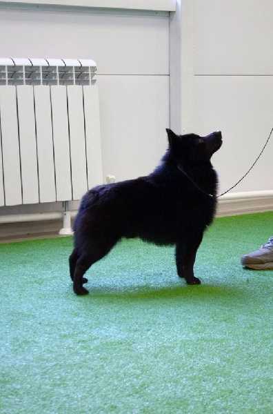 Russia Splendid Three Color Altai | Schipperke 