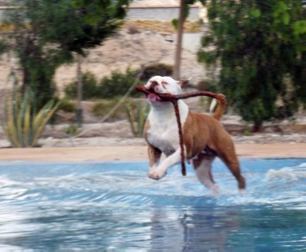 Casper Bulldog Ira | American Bulldog 