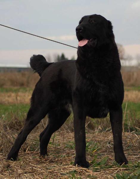 LARHAN IZ RUSKOG IZVORA | Central Asian Shepherd Dog 