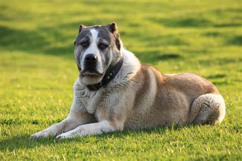 Central Asian Shepherd Dog