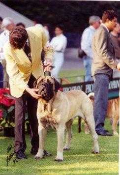 TAJ (BARRIOS-GOMEZ) | Mastiff 