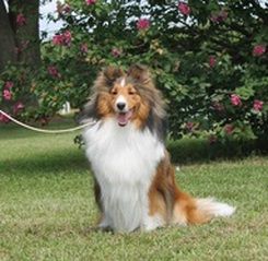 Casino's C.C. Ryder | Shetland Sheepdog 