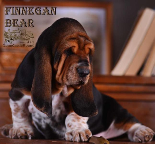 Finnegan Bear Long ?astle ?ound | Basset Hound 