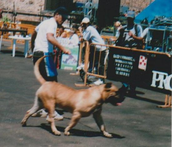 Pancho de Casa Pancho | Perro de Presa Canario 