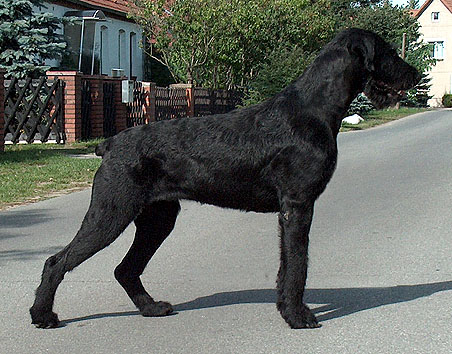 Ebony vom Nordexpress | Giant Schnauzer 