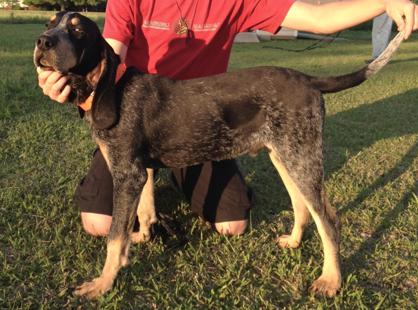 M&amp;P's So Blue Maverick | Bluetick Coonhound 