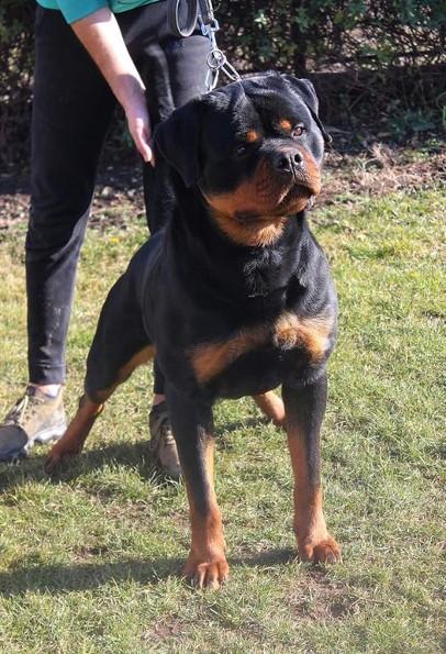 Odin delle Abbadesse | Rottweiler 