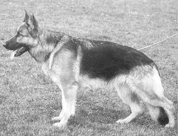 Anett vom Noricum | German Shepherd Dog 