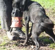 Rocko (2008) Dhr. D. Van Leeuwen | Dutch Shepherd 