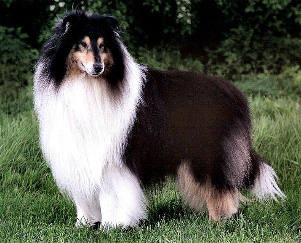 Karava Kempez | Rough Collie 