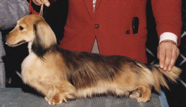 Rose Farm's Palomino ML | Dachshund 