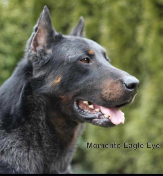 Momento Eagle Eye | Beauceron 