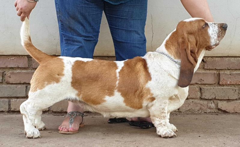 Heartzn Soulz Donatella of Midestino | Basset Hound 