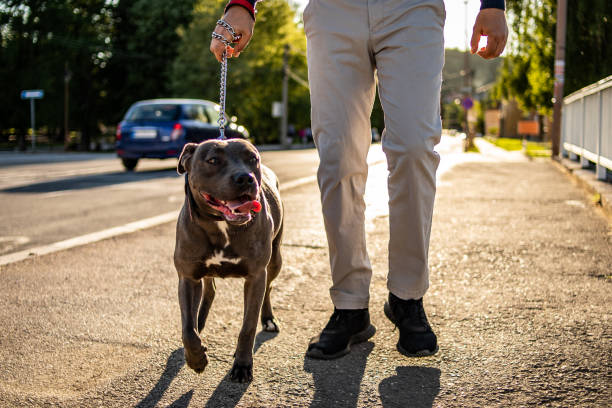 American Staffordshire Terrier