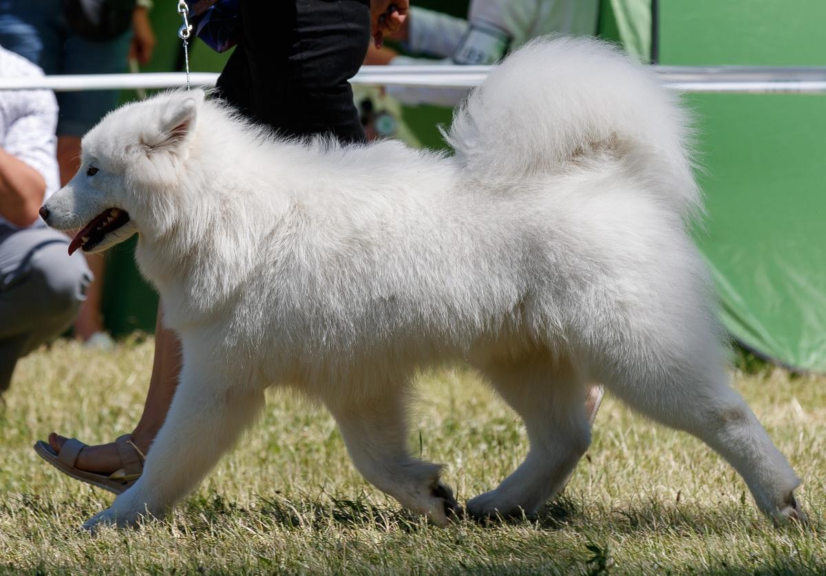 White Pride of Siberia BEST BIANKA | Samoyed 