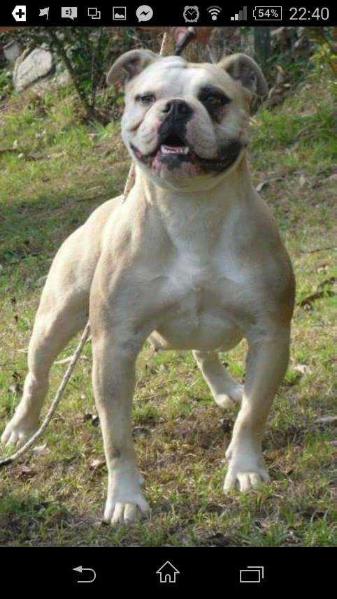 Keltaraura Lady Gaga | American Bulldog 