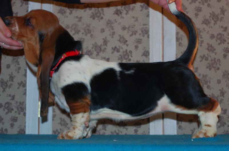 Ginger Ninja Long ?astle ?ound | Basset Hound 