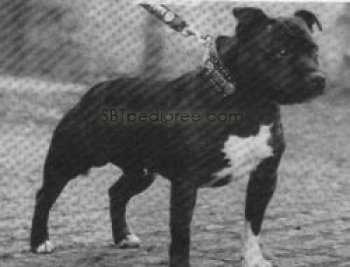 Cradbury Flash Duke | Staffordshire Bull Terrier 