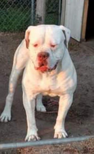 XSB's Kilo at SSOb | Olde English Bulldogge 