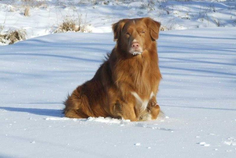 Vesper Mariner Coupe De Vale | Nova Scotia Duck Tolling Retriever 