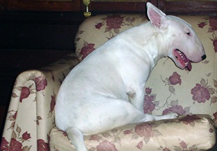 Mata Hari Romany Storm | Bull Terrier 