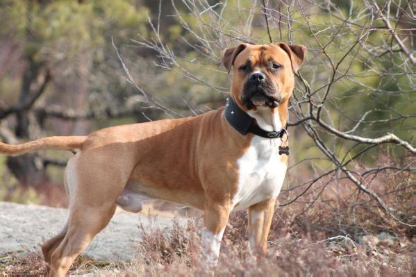 Goldroad´s Septimius Severus | American Staffordshire Terrier 