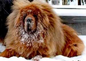 LAY-FU GOL'D VS | Tibetan Mastiff 
