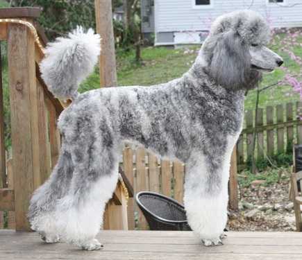 Kitsue's Crossbrook June Violet | Poodle 