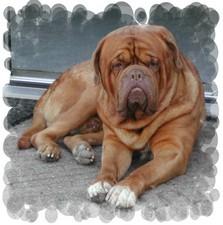 Royaume Van Douvergenhout | Dogue de Bordeaux 