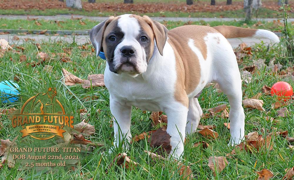 Grand Future Titan | American Bulldog 