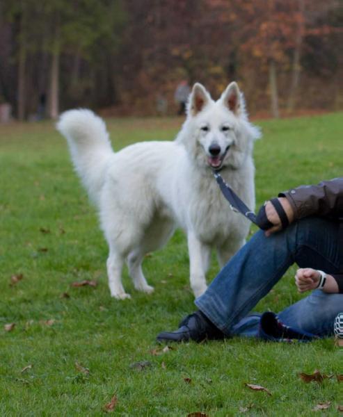 Elvis Presly of White Eagle | White Swiss Shepherd Dog 