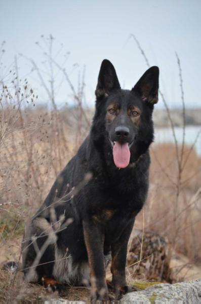 Java vom Royale | German Shepherd Dog 