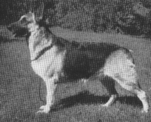Periwinkle of Dornwald | German Shepherd Dog 