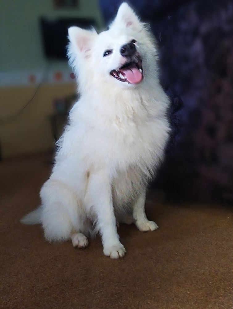 Cersey vom haus Centurion | American Eskimo Dog 