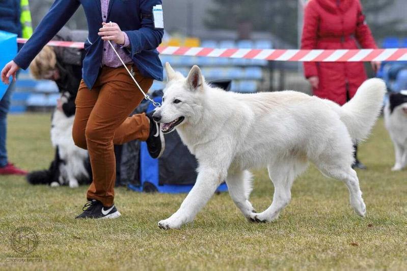 DIAMOND DIEGO Dancing With Wolves | White Swiss Shepherd Dog 