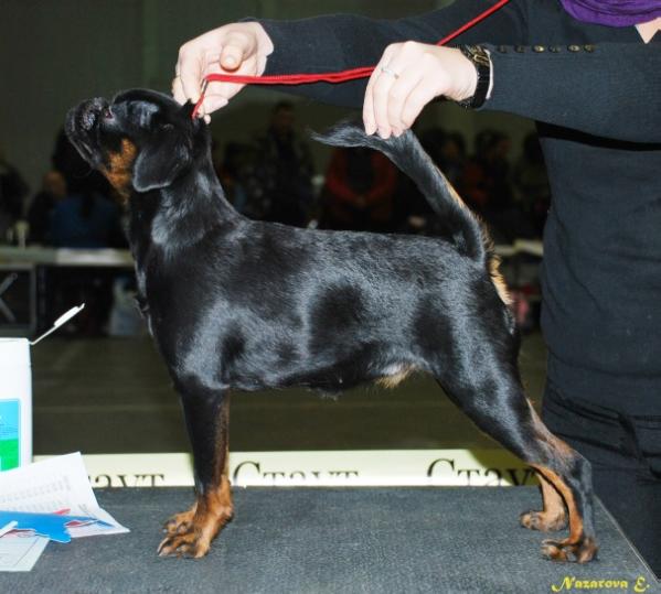 Faiter Black Queen | Brussels Griffon 