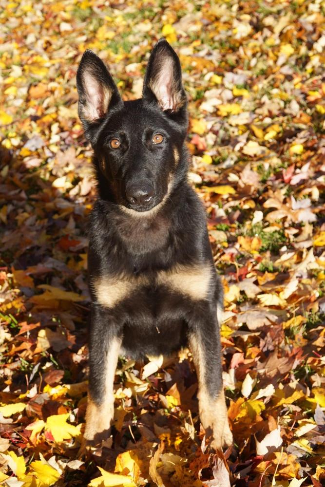 Emery Von Prufenpuden | German Shepherd Dog 