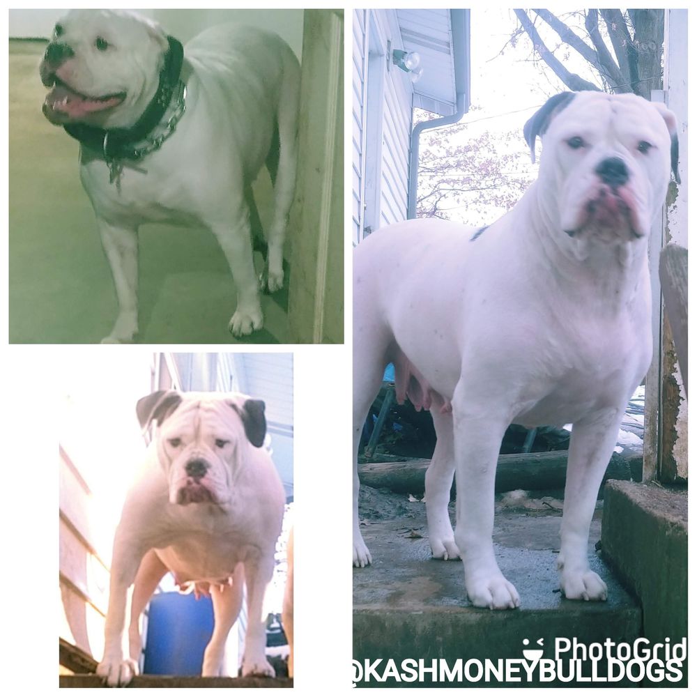 KASH MONEY BULLDOGS FATT | American Bulldog 