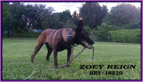 Zoey Reign BRN 18529 | Belgian Malinois 