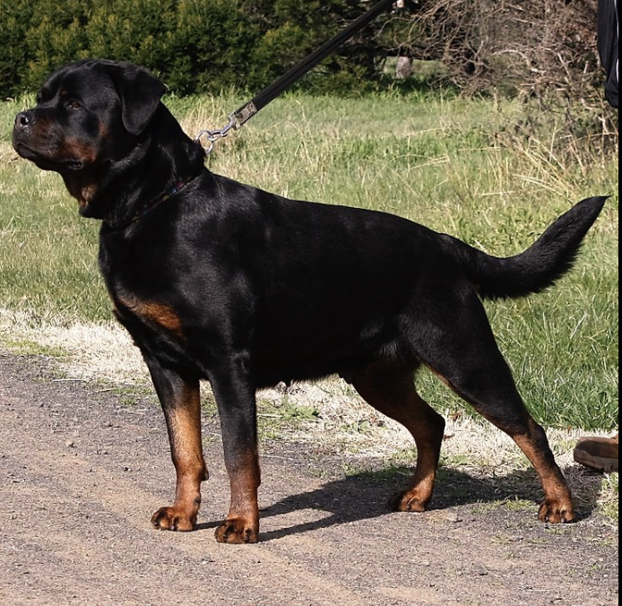 Zlatnik Emma | Rottweiler 