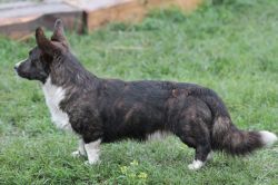 Zacharovany Princ iz Astrograda | Cardigan Welsh Corgi 