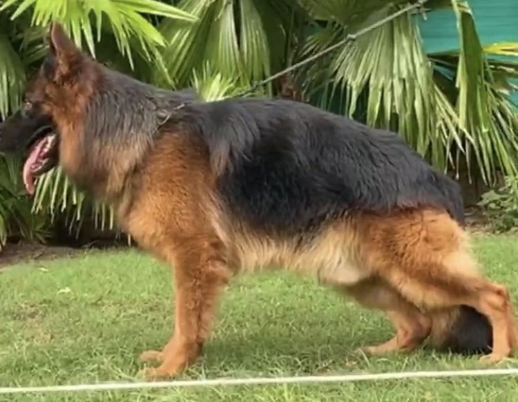 Brando von Yugerschof | German Shepherd Dog 