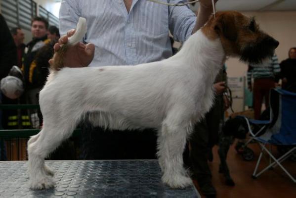 Clark di San Martino Delle Scale | Jack Russell Terrier 