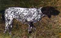 USCHI V HEGE HAUS | German Shorthaired Pointer 