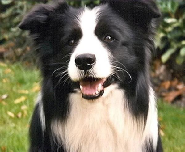 Claygar Bootsy'n Snudge | Border Collie 