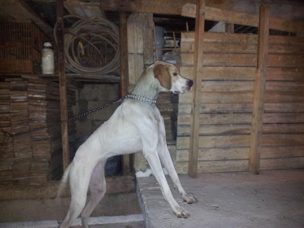 cicka jack kennel | Pointer 